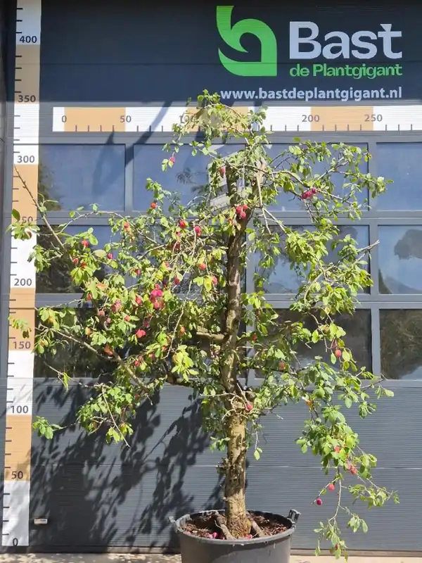 Malus domestica ‘Jonagold‘ Patio | Snelle verzending