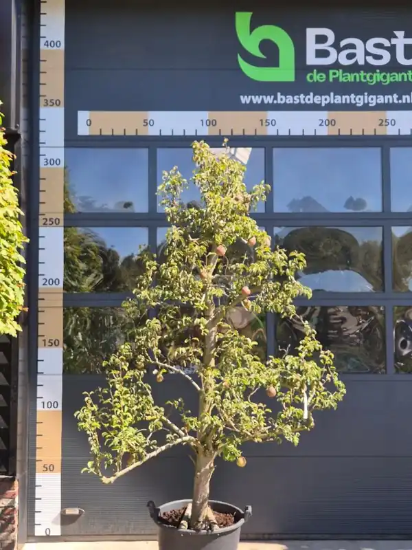 Malus domestica ‘Rode Boskoop‘ Patio | Prijs verlaagd