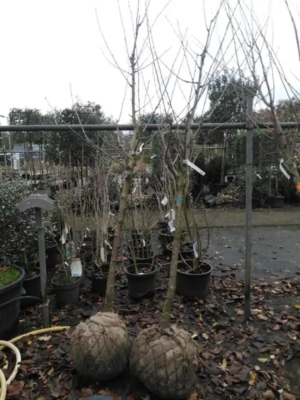 Bestelbaar - Prunus a. ‘Regina‘