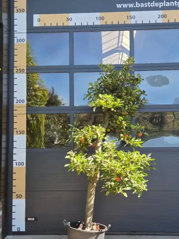 Prunus armeniaca ‘Abrikoos‘Patio | Nieuw in de shop