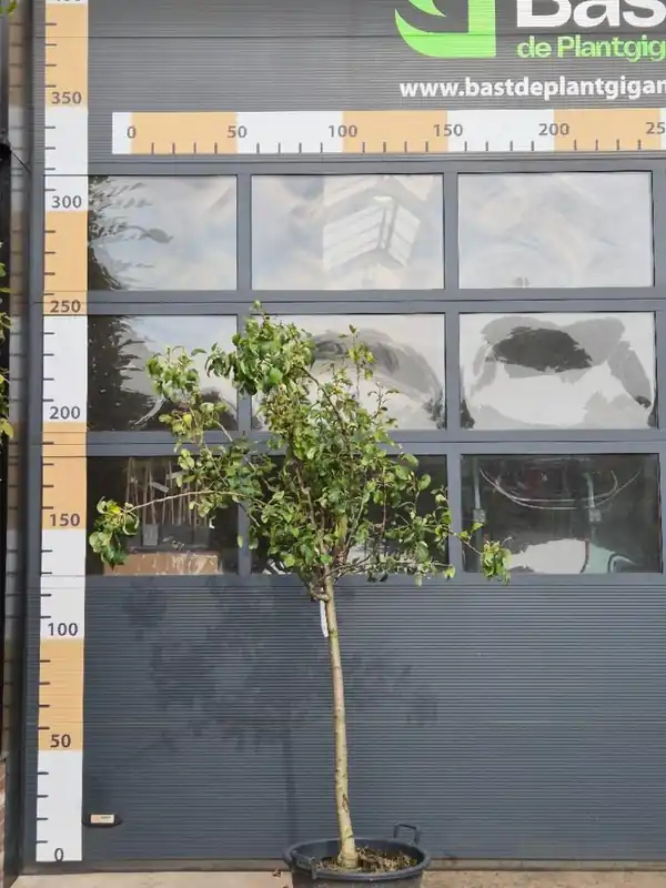 Prunus domestica ‘Victoria‘ Patio - Direct beschikbaar