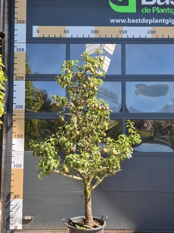 Premium - Pyrus c. ‘Beurre hardy‘ Patio
