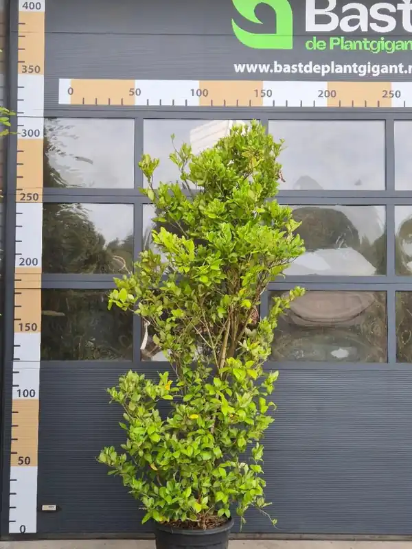 Ligustrum texanum - Net gelanceerd