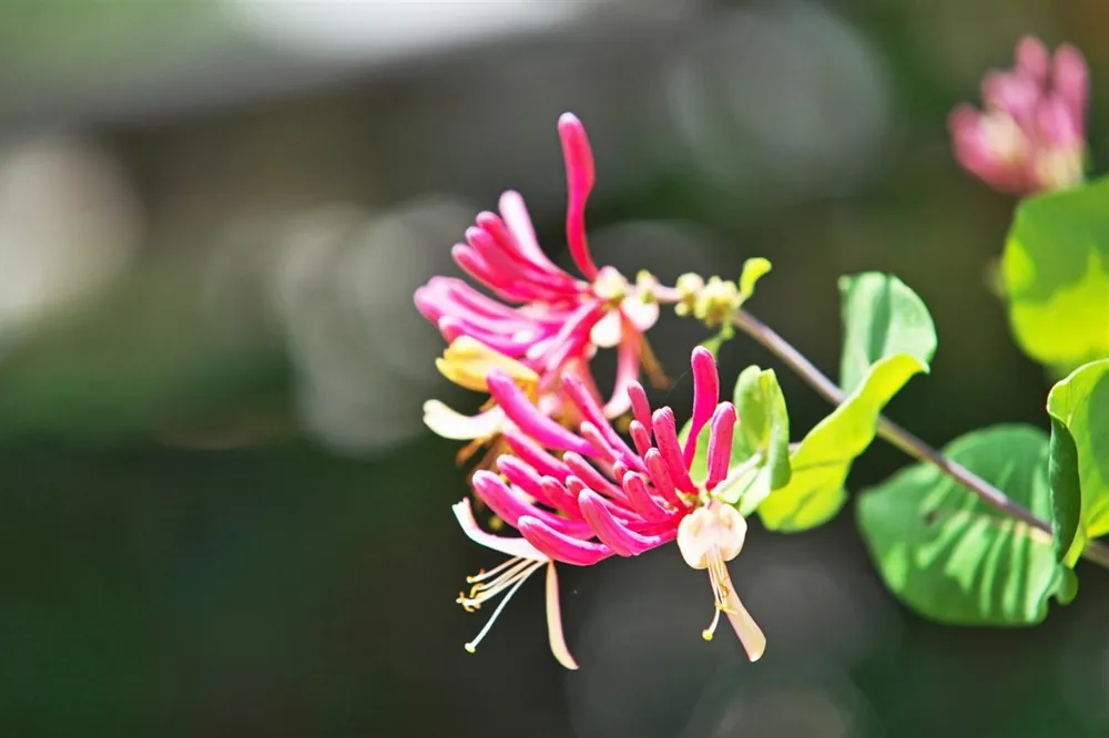 Outlet - Clematis alpina