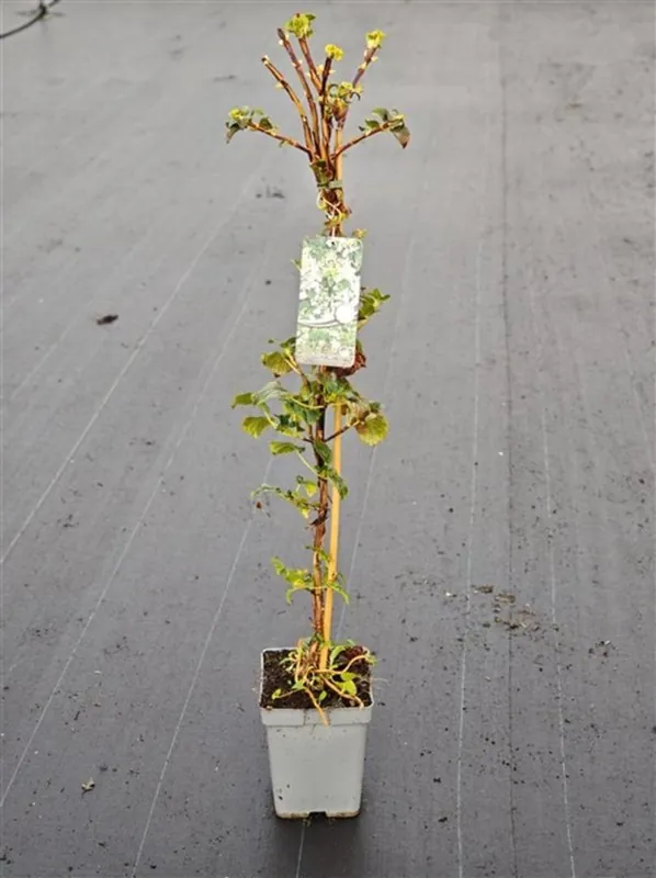 Hydrangea petiolaris - Aanbieding loopt bijna af