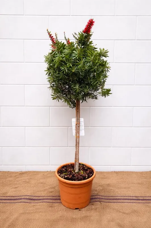 Voorraad bijna op - Callistemon citr. ‘Massotti‘