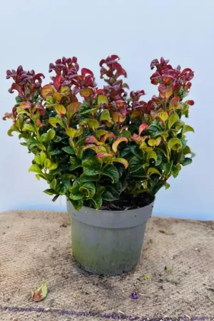 Alleen deze week - Ceanothus impressus ‘Victoria‘