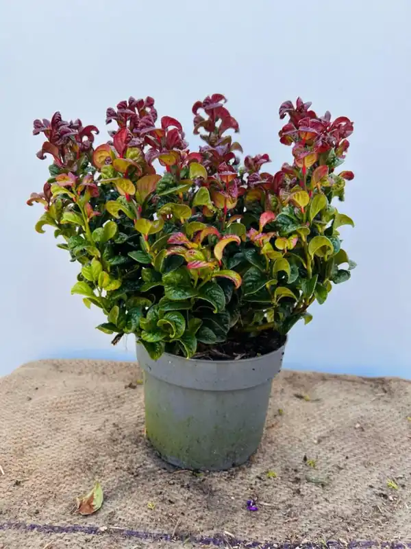 Alleen deze week - Ceanothus impressus ‘Victoria‘