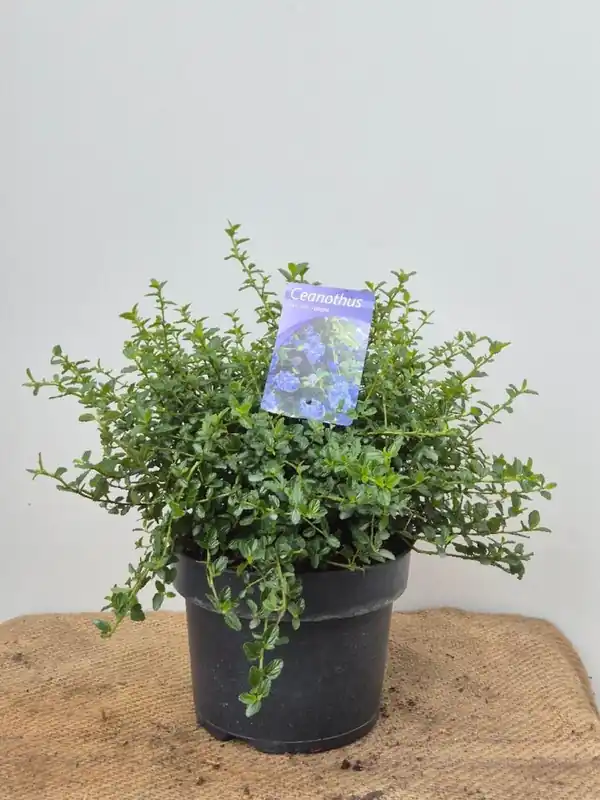 Opruiming - Ceanothus thyrsiflorus ‘Repens‘