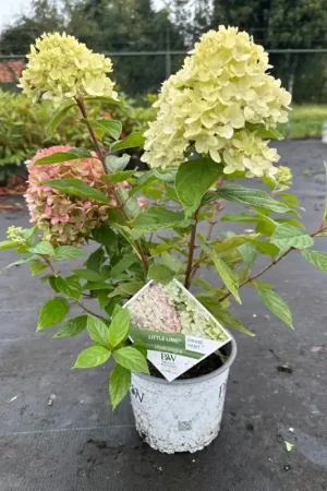 Zeer goed beoordeeld | Hydrangea m. ‘Leuchtfeuer‘