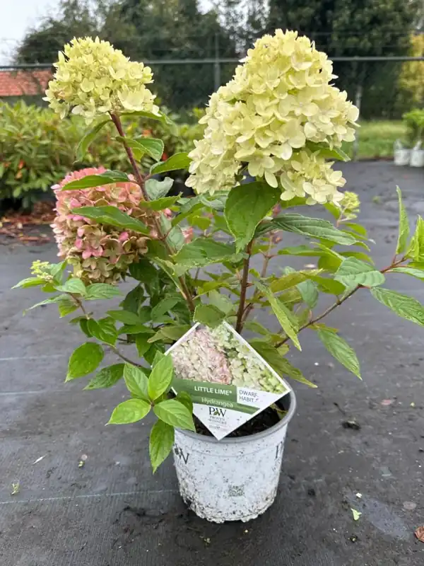 Zeer goed beoordeeld | Hydrangea m. ‘Leuchtfeuer‘