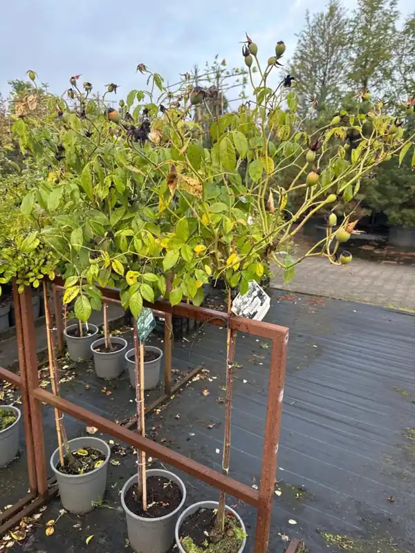 Slechts tijdelijk | Rosa ‘Paul‘s Scarlet‘