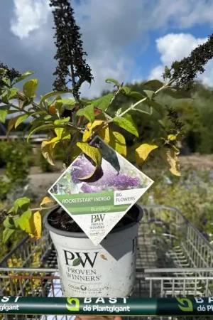 Actie loopt bijna af | Buddleja dav. Butterfly C little Lila