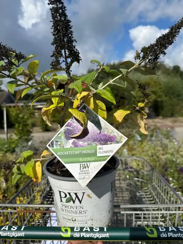 Actie loopt bijna af | Buddleja dav. Butterfly C little Lila