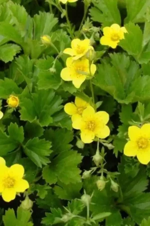 Acaena microphylla - Bestelbaar