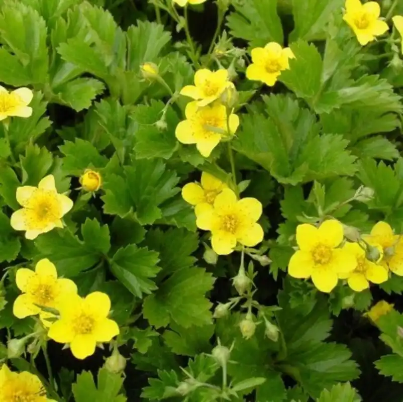 Acaena microphylla - Bestelbaar
