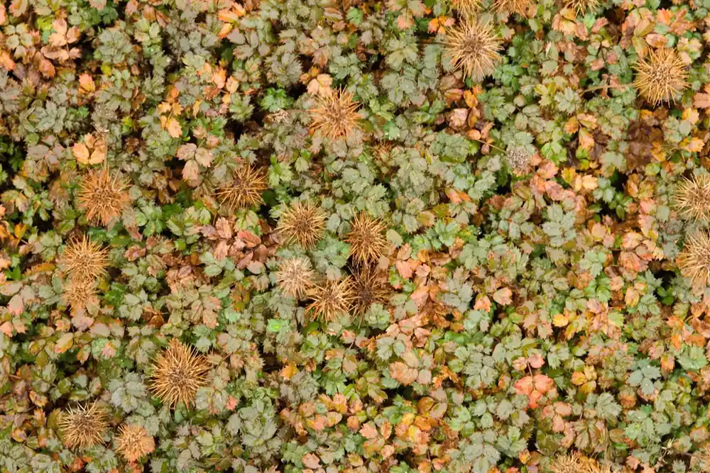 Nieuw gelanceerd - Acaena microphylla ‘Kupferteppich‘
