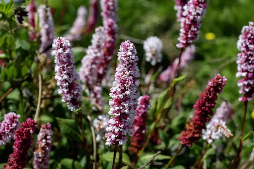 Persicaria aff. ‘Superba‘ | Premium