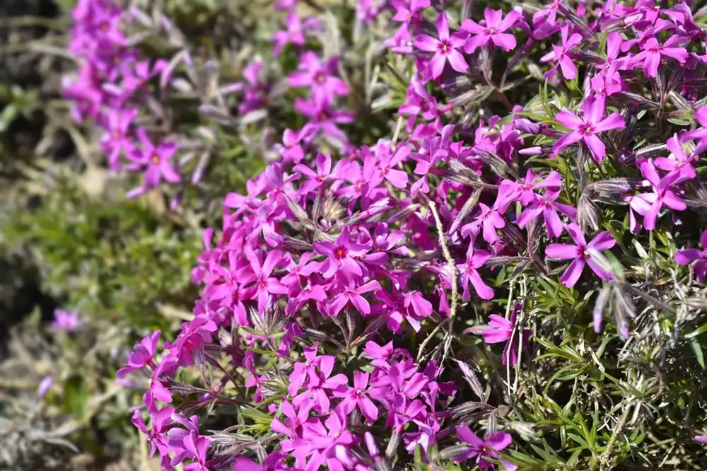 Phlox (S) ‘Atropurpurea‘ - Nog maar enkele beschikbaar