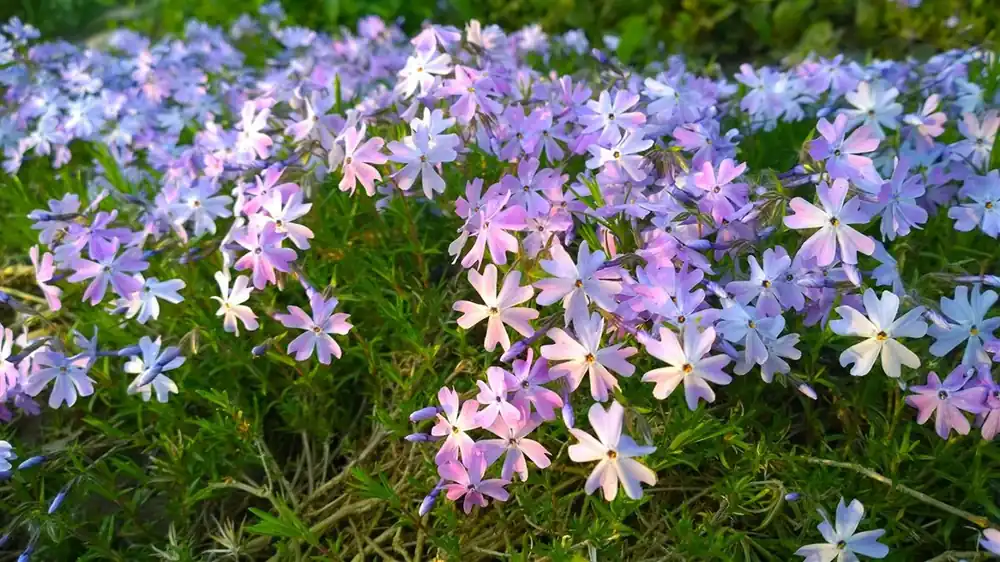 Phlox (S) ‘Emerald Cushion Blue‘ - Net toegevoegd