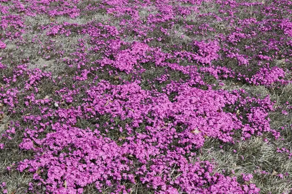 Phlox (S) ‘Moerheimii‘ - Aanrader