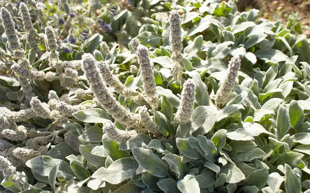 Speciale aanbieding | Stachys byzantina ‘Silver Carpet‘