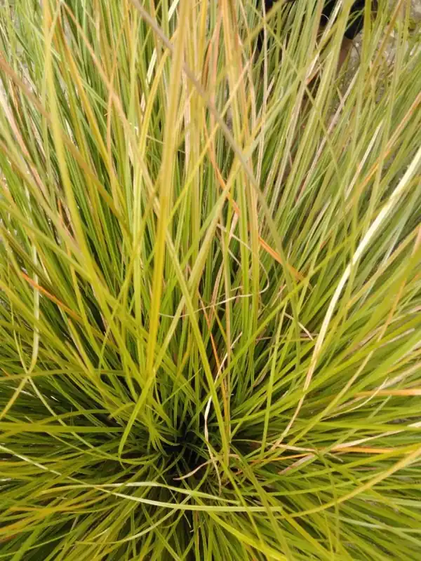 Nog maar een paar beschikbaar | Deschampsia cesp. ‘Bronzeschleier‘