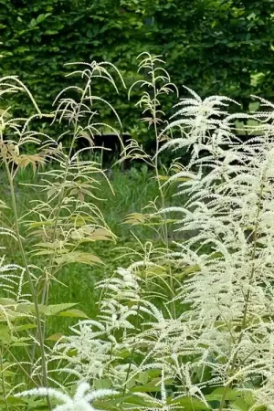 Aruncus aethusifolius - Flitsaanbieding