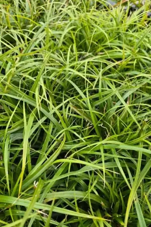 Voorraad bijna op | Pennisetum ‘Fairy Tails‘