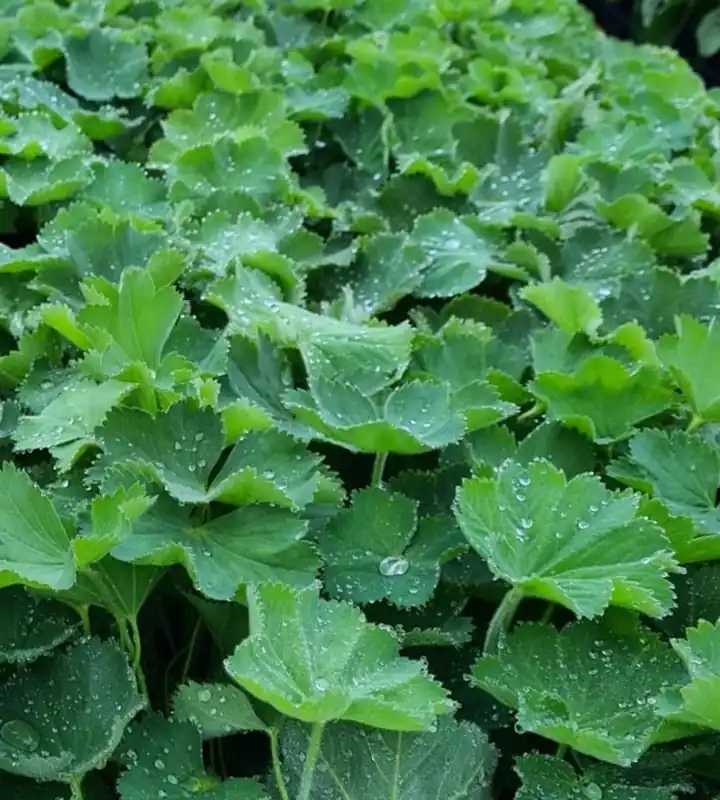Salvia ‘Love & Wish‘ | Zeer goed beoordeeld