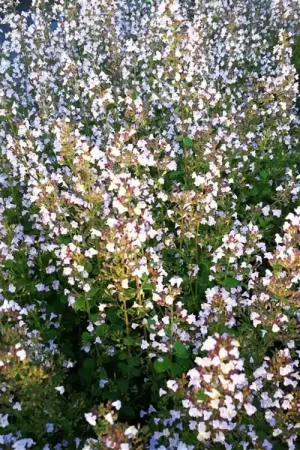 Aanrader - Salvia micr. ‘Pink Lips‘