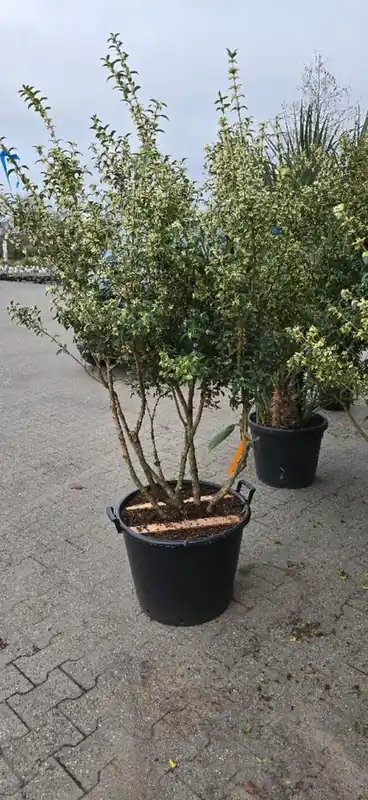 Favoriet van klanten - Osmanthus burkwoodii Meerstammig