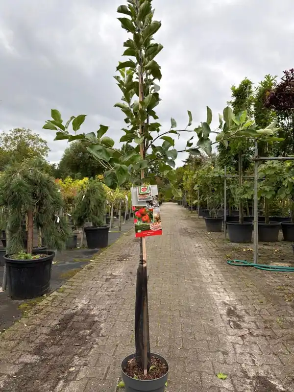 Prunus d Victoria Halfstam | Professionele kwaliteit