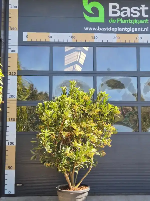 Viburnum od. ‘Coppertop‘ Meerstammig - Wees er snel bij