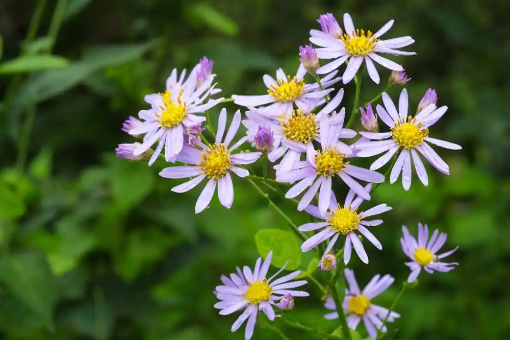 Bestel vandaag - Aster ageratoides ‘Stardust‘