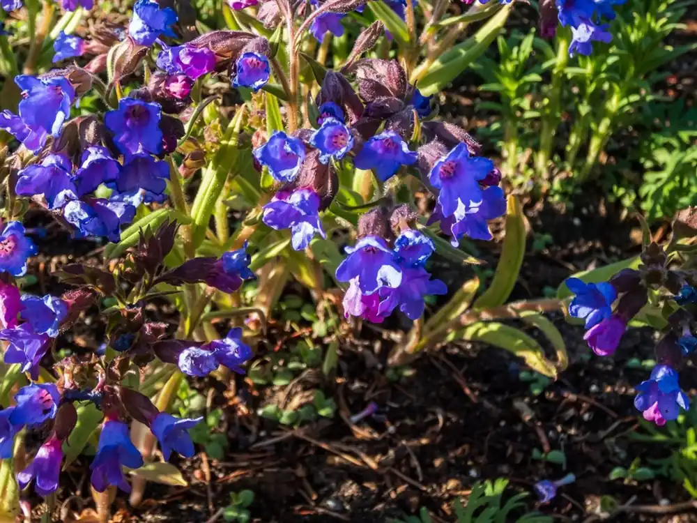 Geranium sang. ‘Tiny Monster‘ - Koopje