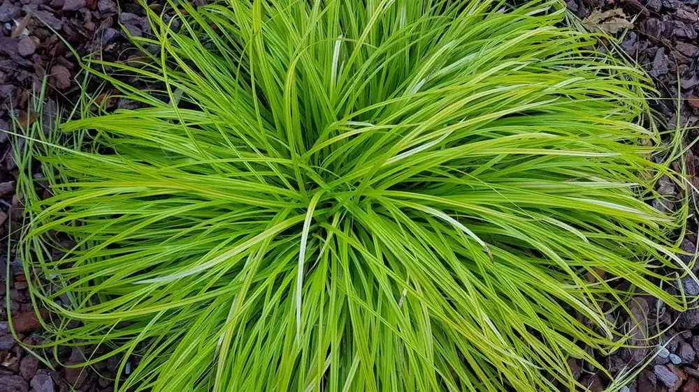Bestel nu | Stipa gigantea