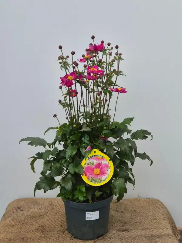 Sale | Anemone fantasy ‘Jasmine‘