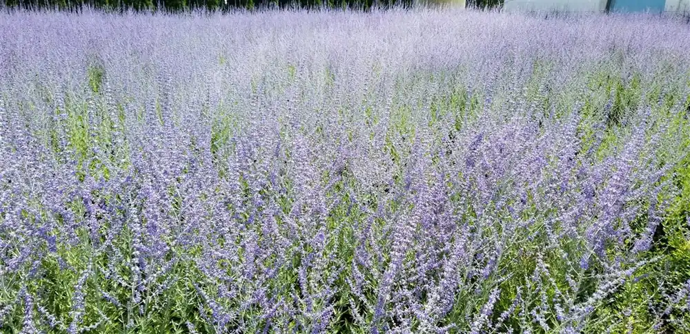 Perovskia atripl. ‘Little Spire‘ - Veilig betalen