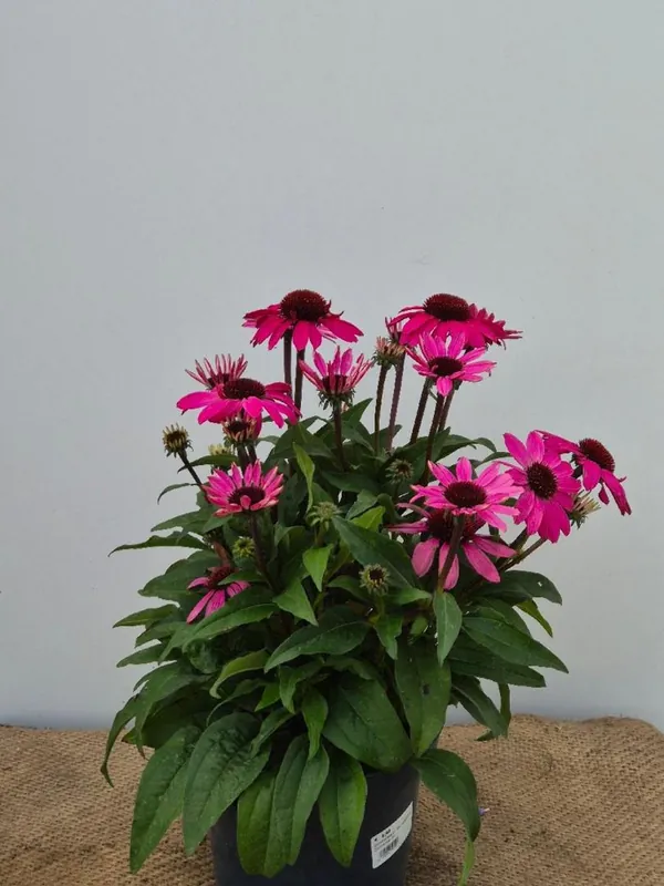 Echinacea p. ‘Sunseekers‘ - Aanbieding loopt bijna af
