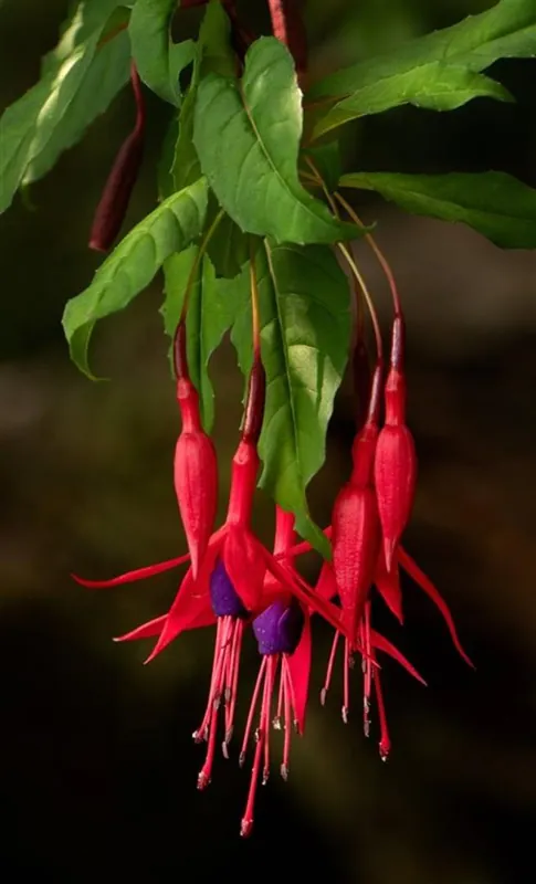 Hoge kwaliteit | Fuchsia magellanica