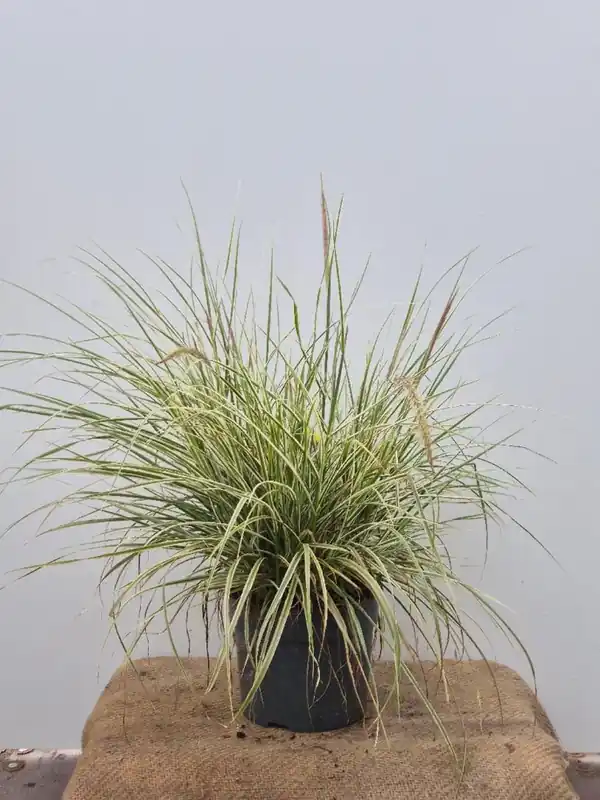 Pennisetum advena Sky Rocket | Deal