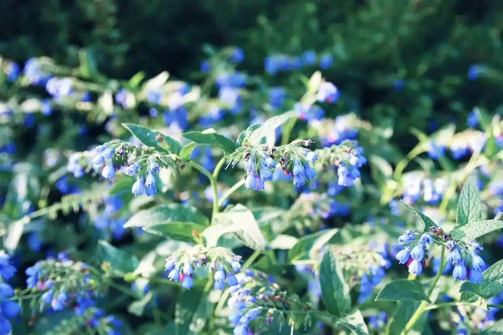 Verlaagde prijs | Symphytum azureum