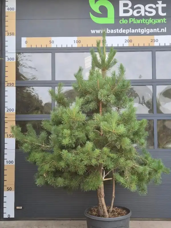 Pinus sylvestris Meerstammig | Laatste dagen