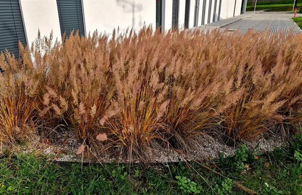 Bespaar meer - Carex osh. ‘JS Greenwell‘