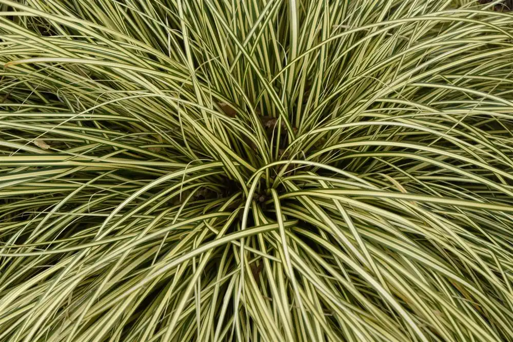 Carex oshimensis ‘Evergold‘ | Nu kopen