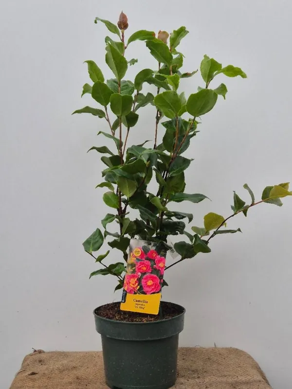Veel gevraagd | Camelia japonica ‘Dr King‘