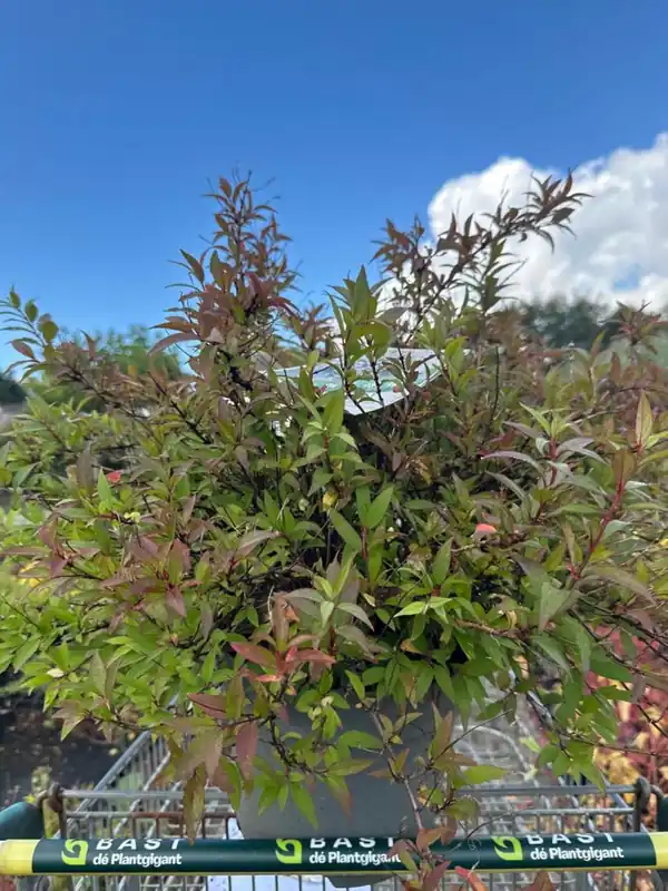 Euonymus fort. ‘Emerald ‘n Gold‘ - Op = op