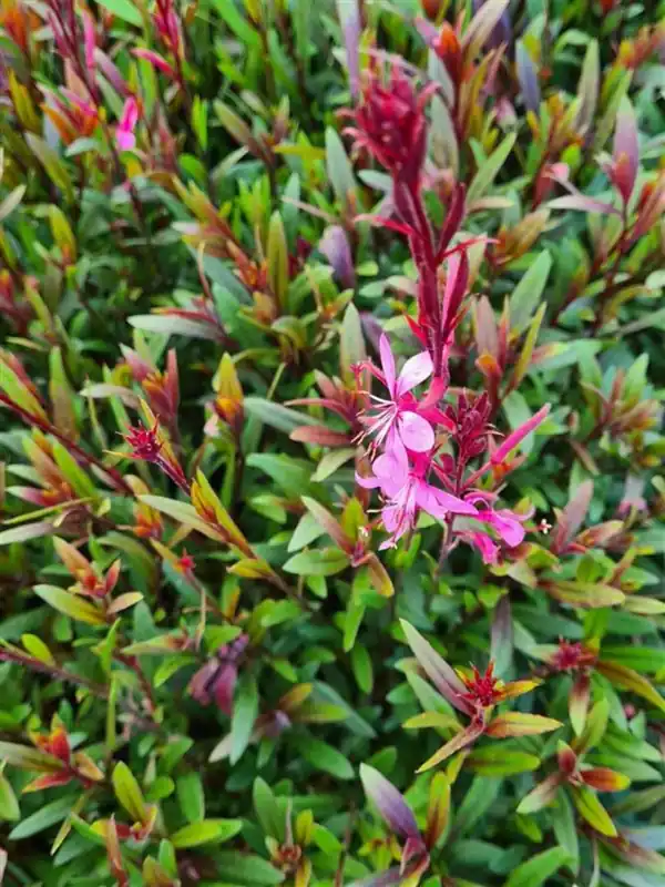 Gaura lindh. ‘Siskiyou Pink‘ | Actie
