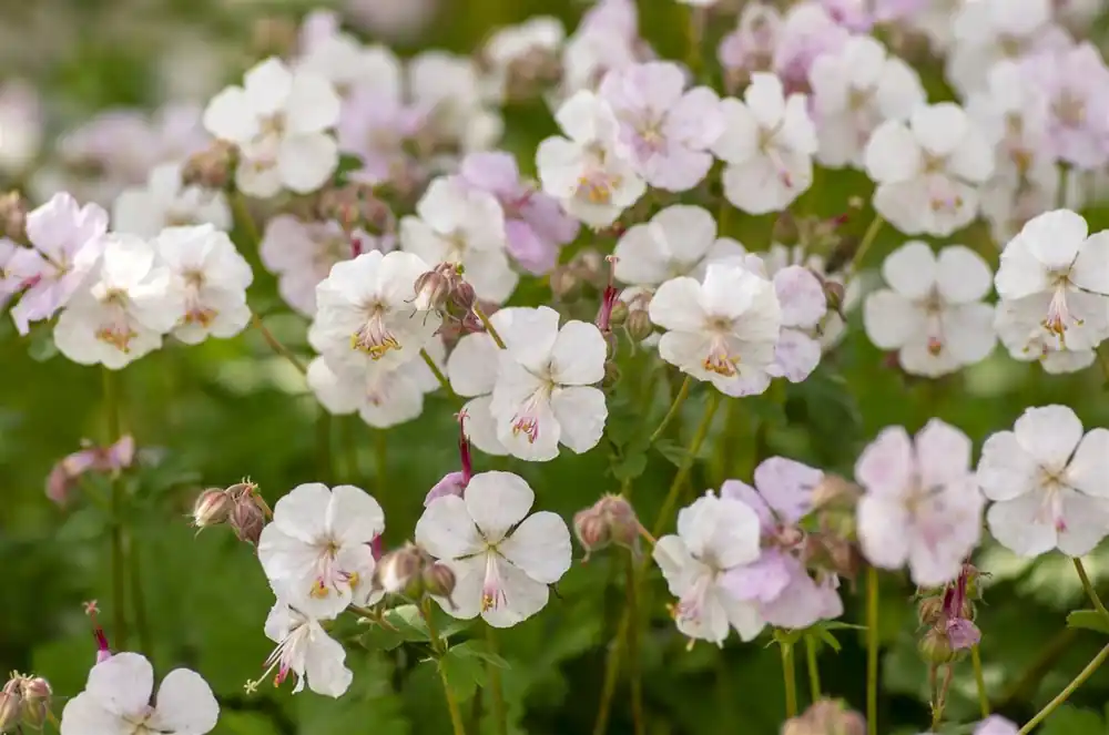 Speciale deal | Geranium cantabrigiense ‘Biokovo‘